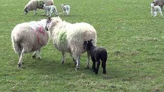 preview picture of video 'Black Spring Lamb Blairgowrie Perthshire Scotland'