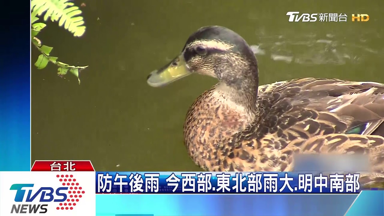 午後雨襲! 「低壓帶加熱對流」防致災降雨