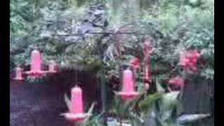 preview picture of video 'Colibríes en la La Paz Waterfall Gardens'