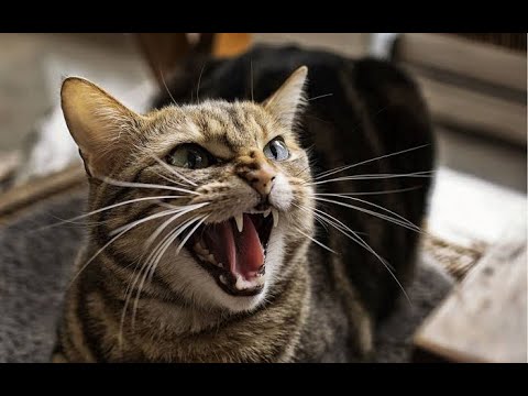 Very Angry Cats Compilation | SPECIAL part2 | Cute funny cats