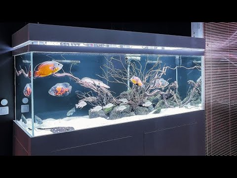 The Ultimate Oscar Aquarium Ideas | Super Clean Oscar Fish Tank