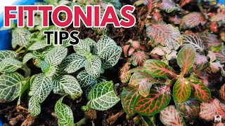 fittonia verschaffeltii cuidados CHUYITO JARDINERO