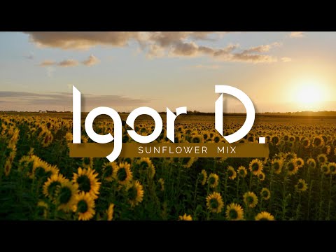 Igor D. - Above The Clouds Sunflower Mix