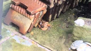 Sweet field mouse hiding food stash