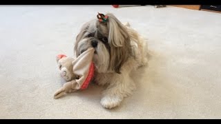 preview picture of video 'Shih Tzu dog Lacey gets a bunny toy for Christmas from special friends'