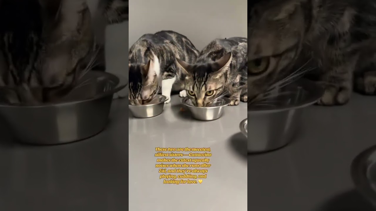 Enlarge Ziti (FIV+), a Adoptable mixed breed in Tinley Park, IL video 6/6