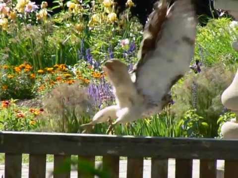 6 9 2013 cornell red tailed hawk ezra on minns garden bench, prey dive