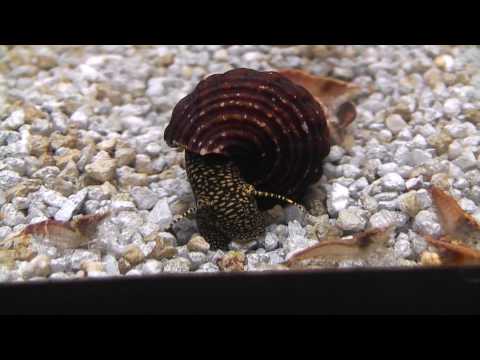 Aqua-Tropica "Das Original"- Tylomelania spotted