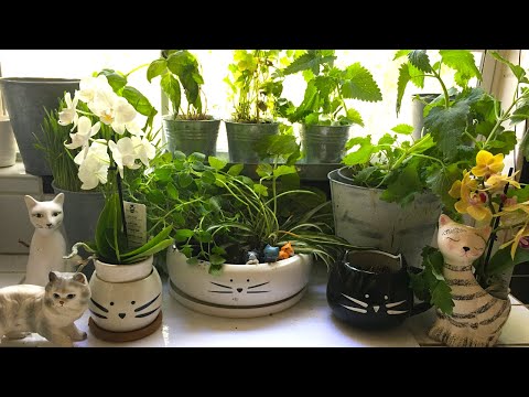 How to Create an Indoor Cat Garden