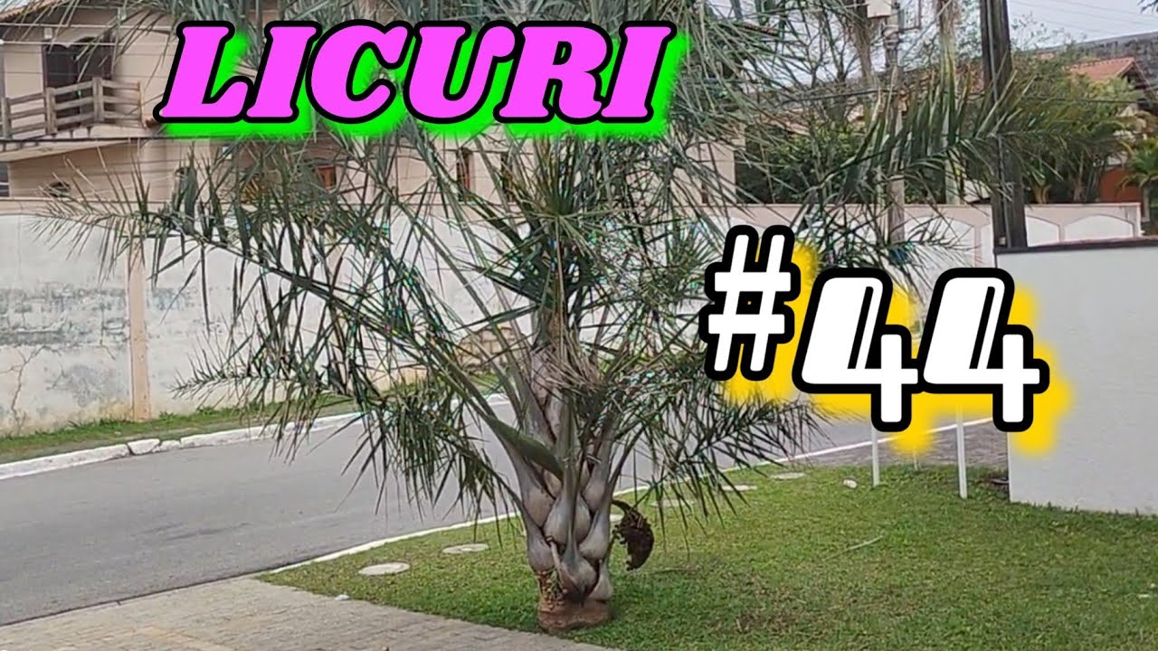 1⁰ Cacho Maduro ) Coqueiro Licuri| Atualização Ձ૦Ձ6