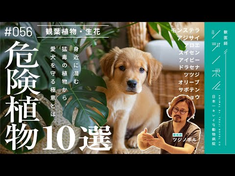 庭にある最も危険な有毒植物10選 自然と動物