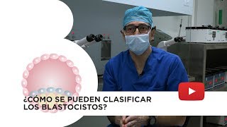Embrión blastocisto: tipos y clasificación conforme su calidad