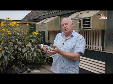 National WHZB/TBOTB 2021 Winners - 1st Ace Pigeon Marathon: R. Nijssen, Halsteren.