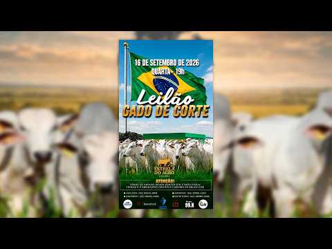 LEILÃO GADO DE CORTE ESTRELA DO AGRO LEILÕES  FAINA-GO 16/09/2026 | Leilão ao Vivo - Leilão de Gado
