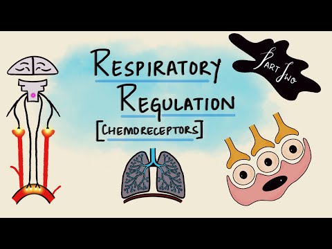 Respiratory Regulation | Part 2 | Chemoreceptors | Chemical Regulation | Respiratory Physiology