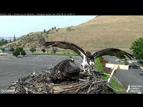 Hellgate Ospreys ~ HILARIOUS! ~ My, My, My...Whatever Lele Wants! ~ 8/22/18