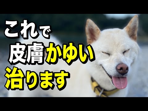 鶏のワクモの治療法は何ですか?イエダニを駆除するために取るべき手順  庭園