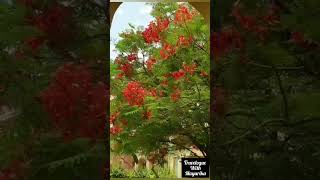 Download lagu Travelogue with Mayurika from INDIA 🇮🇳 ♥️ #dubai mp3