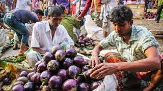 বিটি বেগুন বাংলাদেশের কৃষকদের জন্য একটি নতুন বিকল্প