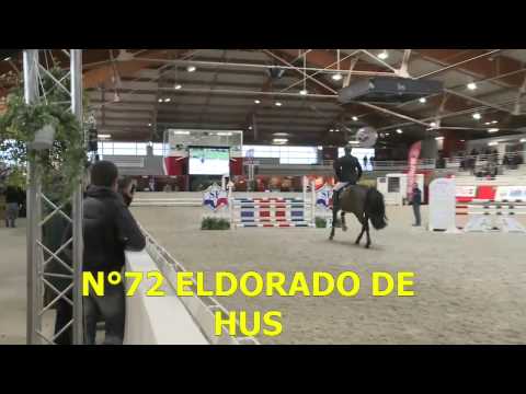 Eldorado de Hus présentation salon des étalons de Saint-Lô