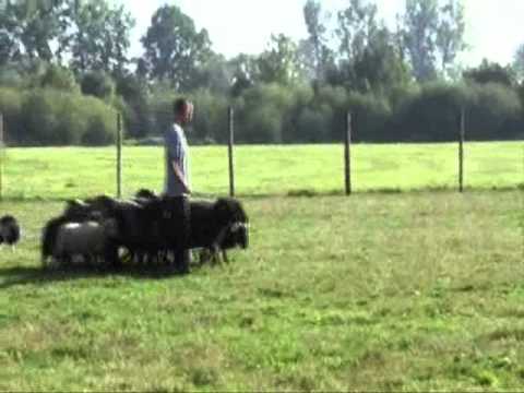 TEHYA DESTINY OF HER OWN "Yana" 10 m.o. & SHEEP:)