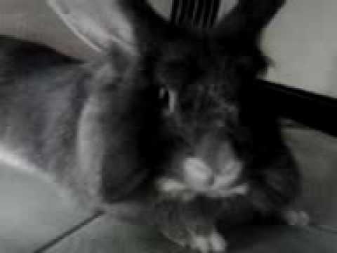 Alfr�d kalandjai# 6 Sz�rny? lustas�g