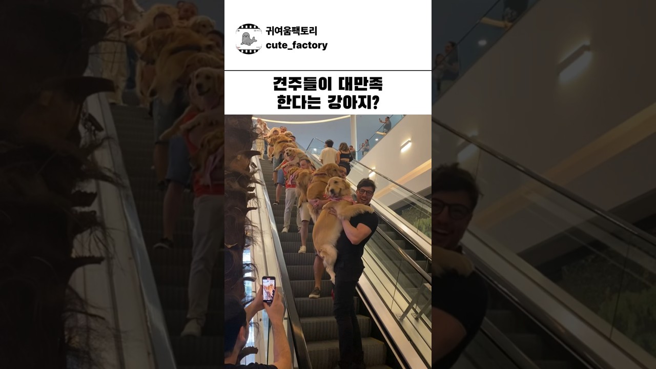 견주들이 너무 만족한다는 강아지? #강아지 #귀여운 #귀여움 #고양이