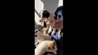 Jack Russell Terrier Puppies Videos