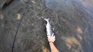 Pink Salmon Willow Creek, Alaska