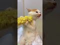 Funny Cats 2025 Cats Being Cats Ep 3189