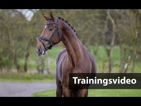 H24 Special-Auction Helgstrand Dr. Summer Opening Trainingsvideo - Nr. 10 Straight Horese Sassenach