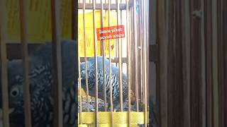 Download lagu suara puyuh #birds #peternakpuyuhpemula #birdslover mp3