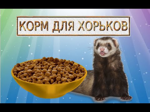 Как и чем кормить хорька!Корма для хорьков!Обзор кормов!