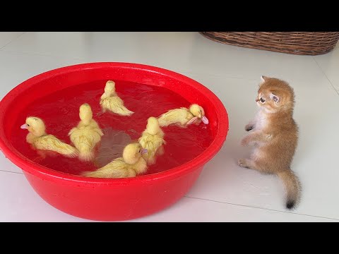 YouTube 썸네일