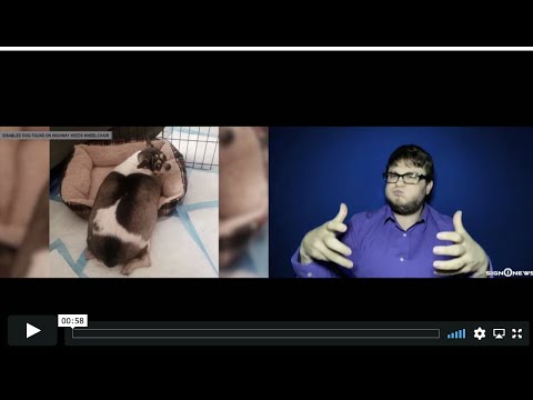 Disabled dog found on highway needs wheelchair