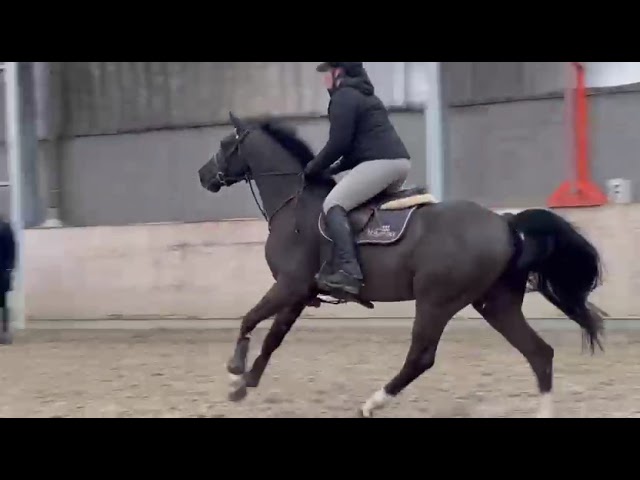 VANITEUX VD WILGENHOEVE