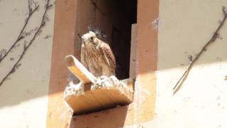 Das Männchen bringt Beute zum Nest