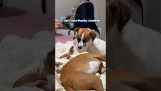 Gross Dog Licks Teeth Inside Other Dog's Mouth! 😵‍💫