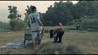 Download lagu Story wa cewek cantik panen padi (ngedos) mp3 Download lagu Story wa cewek cantik panen padi (ngedos) mp3