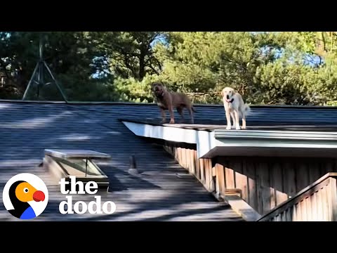 Woman Finds Her Dogs On The ROOF — And Its Just Another Day For Them | The Dodo