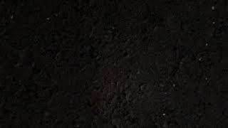 のほほんロナイト