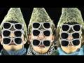 We Are Wolves - La Nature