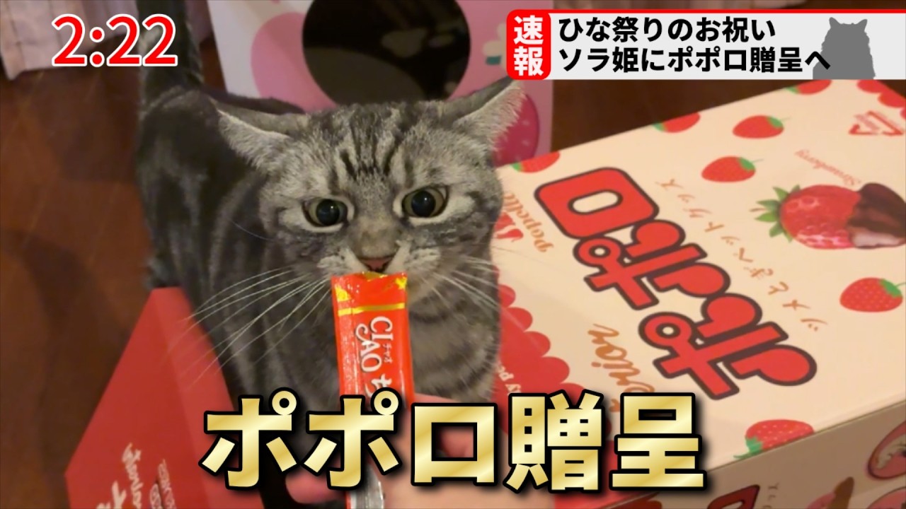 【速報】アメショー猫のソラちゃんにポポロを贈呈しました