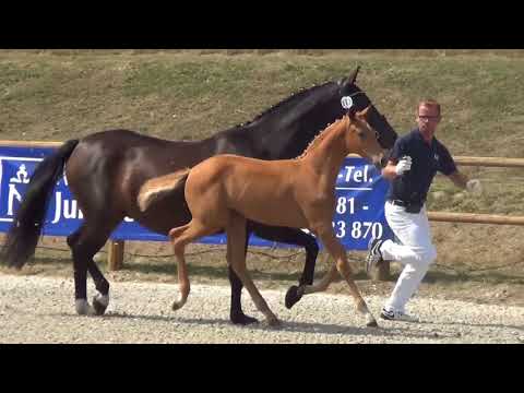 Quaside - Fürst Fugger filly 05/18 for sale