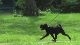 Zoentje's first show training