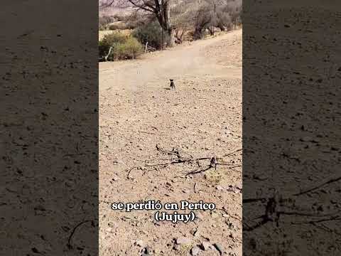 Regina se perdió #Jujuy #Perico #PerroPerdido #Regina #Difundir #Compartir #Familia