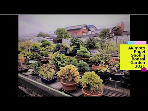 ❸ SHOHIN BONSAI AKIMOTO ENGEI Garden and nursery・秋元園芸 2021