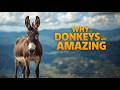 Donkeys Explained: The Truth About These Amazing Animals