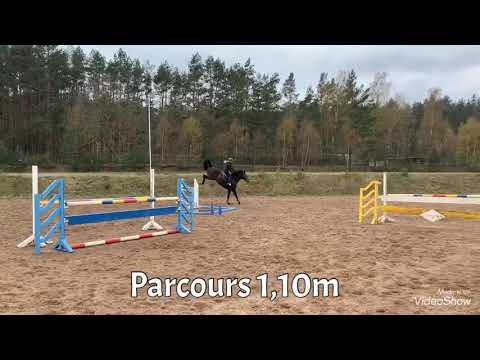 Dimara 5j Stute Training 2019