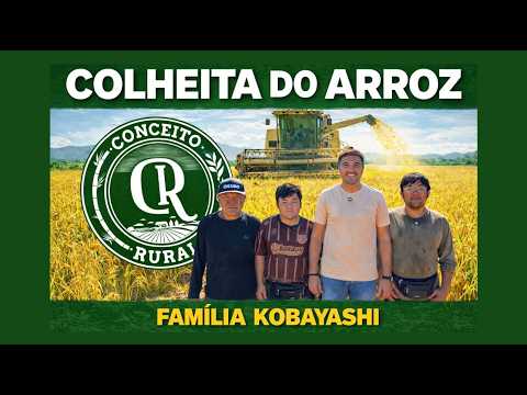 Colheita do Arroz com a família Kobayashi #conceitorural #urbanosdocampo #historiadobrasil